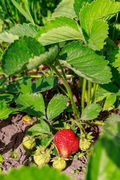 Frutti di fragola che crescono in un giardino