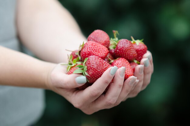 Frutti di fragola nelle mani di una donna