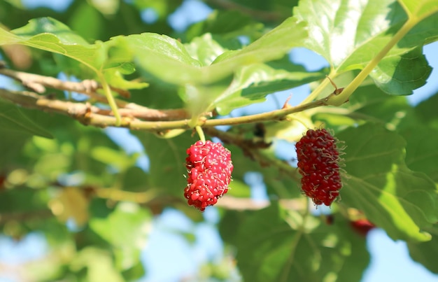 Frutti di gelso immaturi rossi che maturano sull'albero