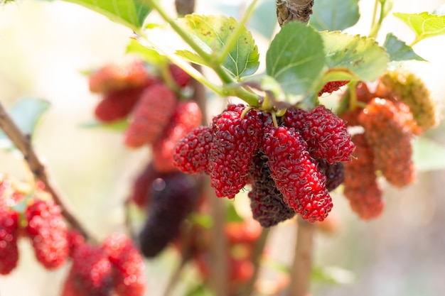 Frutti di gelso Rip che appendono sulla pianta