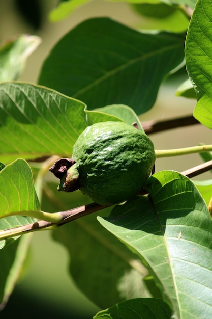 Frutti di guava comuni sull'albero