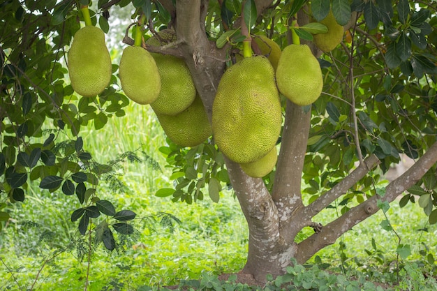 Frutti di Jack che appendono negli alberi in un giardino di frutta tropicale