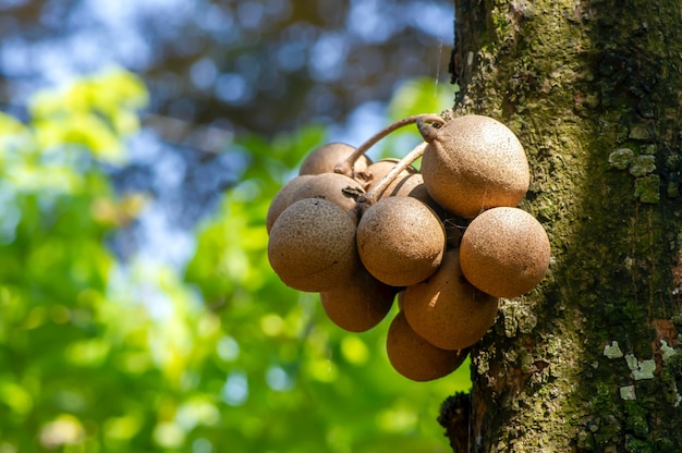 Frutti di Kepel o burahol (Stelechocarpus burahol), sul tronco d'albero, messa a fuoco selezionata