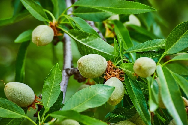 Frutti di mandorle che crescono in primavera