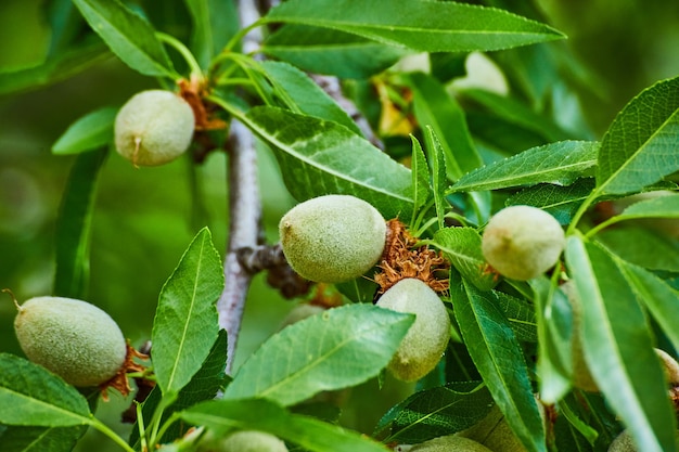 Frutti di mandorlo che crescono in primavera