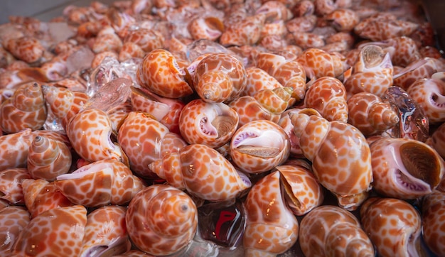 Frutti di mare al mercato del fresco come Sweet Asean Tiger Clams Sea Whelk Le vongole fresche vengono congelate in vassoi di ghiaccio per la vendita di chili