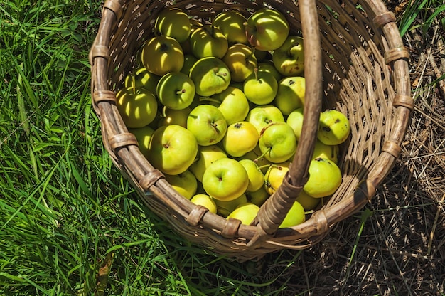 Frutti di mela cotogna nel vecchio backet sullo sfondo dell'erba.