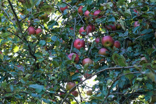 Frutti di mela in maturazione