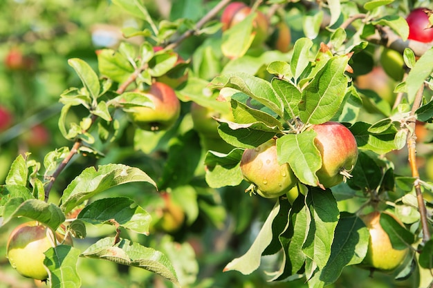 Frutti di mele che crescono su un ramo di melo nel frutteto