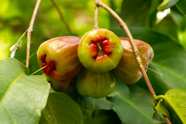 Frutti di mele d'acqua cruda Syzygium aqueum sul suo albero noto come mele rosa o mele rosa acquose