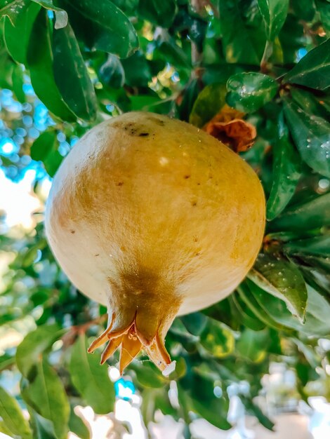 Frutti di melograno che maturano sull'albero. Fotografia di frutta. Cibo salutare.