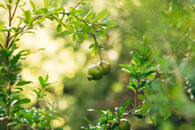 Frutti di melograno su un albero in montenegro