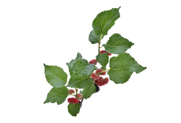 Frutti di mirtillo con foglie verdi isolate su sfondo bianco