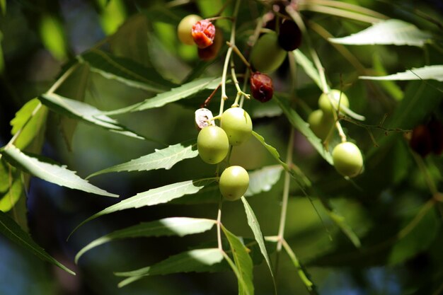 Frutti di Neem appesi all'albero