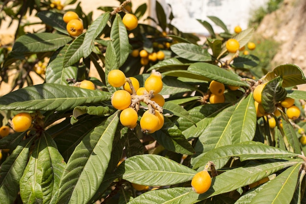 Frutti di nespola che maturano sull'albero, noto anche come Nispero o nespolo giapponese al sole in spagna