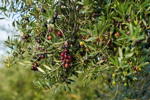 Frutti di oliva su un ramo di albero