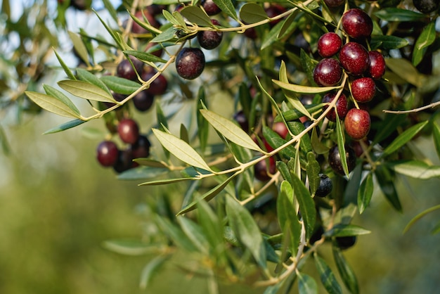 Frutti di oliva su un ramo di albero