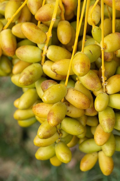 Frutti di palme da dattero su un albero di palme da dattero. cresciuto nel nord della Thailandia