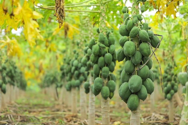 Frutti di papaia sul campo in natura