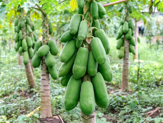 Frutti di papaya dell'albero di papaya nel giardino in Thailandia