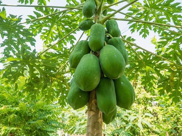 Frutti di papaya verde biologica sull'albero