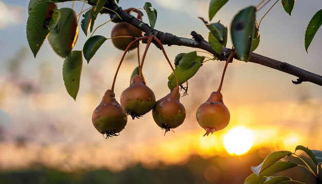 Frutti di pera selvatica sul loro ramo