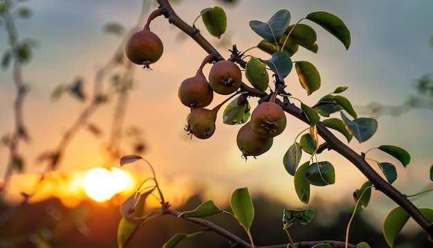 Frutti di pera selvatica sul loro ramo