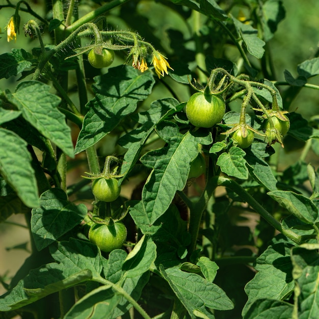 Frutti di pomodori verdi che crescono in giardino. Avvicinamento.