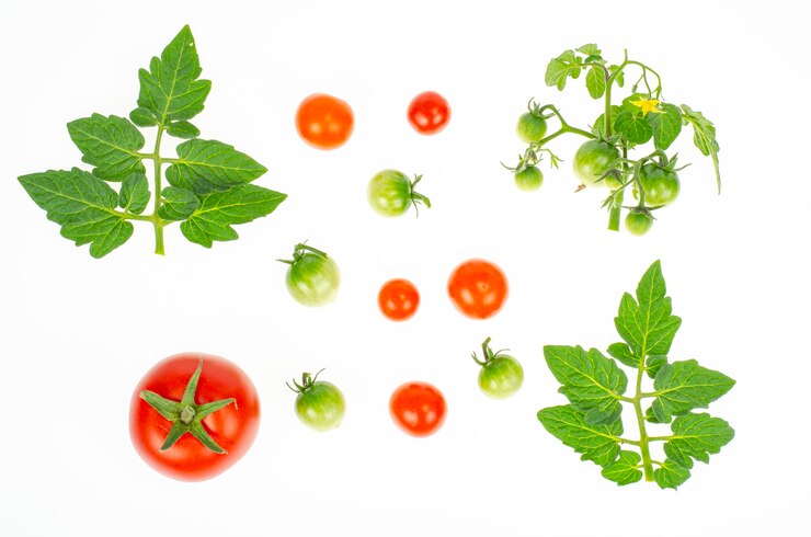 Frutti di pomodorini acerbi rossi e verdi su sfondo bianco.