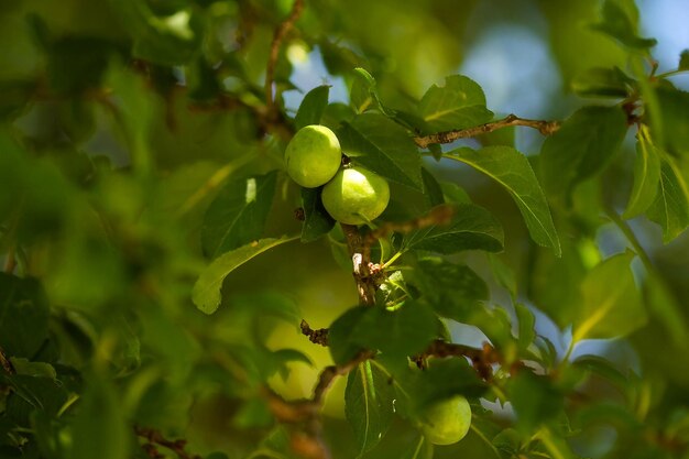 Frutti di prugna verde in primavera