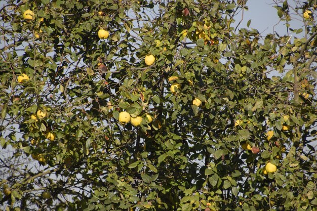 Frutti di quince sui rami dell'albero tardo autunno nel giardino tardi frutti di quince