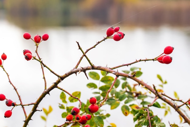 Frutti di rosa canina (Rosa canina) in natura. Cinorrodi rossi su cespugli con sfondo sfocato