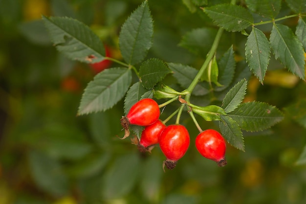 Frutti di rosa canina rossi in autunno