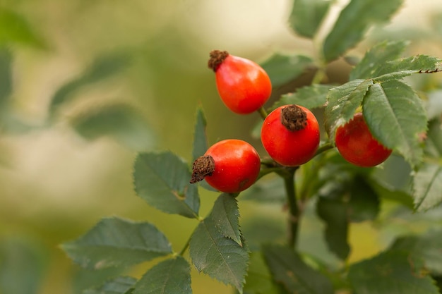 Frutti di rosa canina rossi in autunno