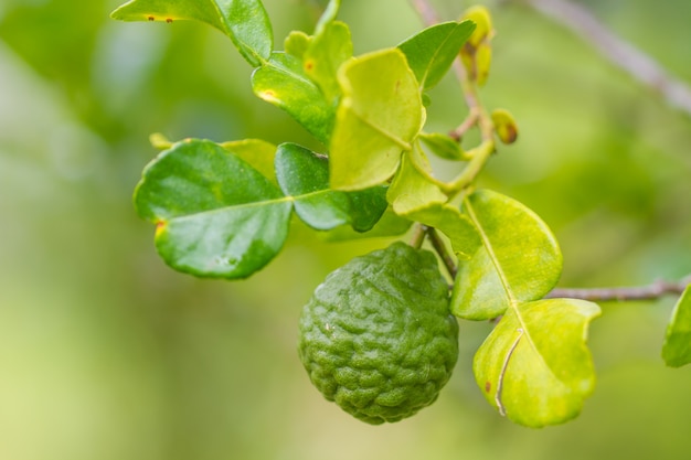 Frutti di sanguisuga o bergamotto sull&#39;albero