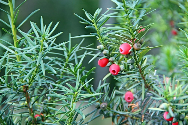 Frutti di Taxus baccata tra rami verdi