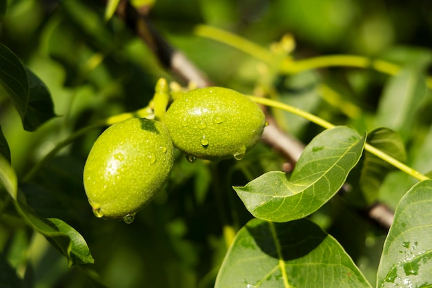 Frutti di una noce verde su un albero