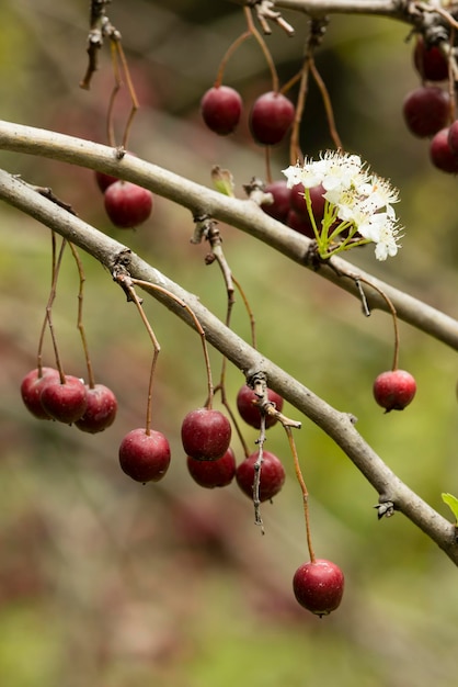 Frutti e fiori comuni di biancospino