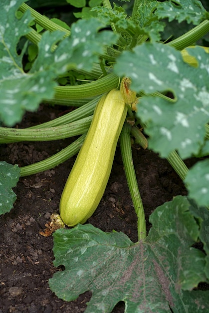 Frutti fioriti e maturi di zucchine adagiati a terra in giardino