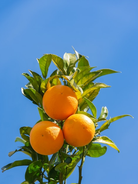 Frutti maturi arance sull&#39;albero