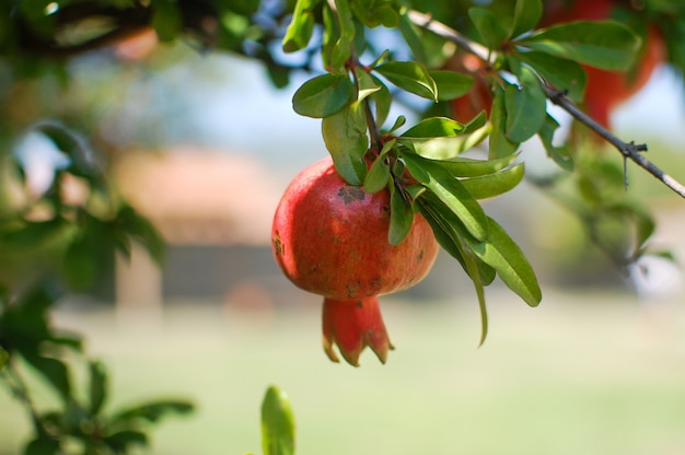 Frutti maturi del melograno che appendono su un ramo di albero