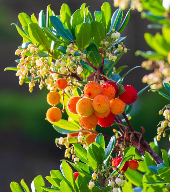 Frutti maturi e semi-maturi di madroÃƒÂ ± o (corbezzolo maturo). Texture naturale di foglie verdi e bacche rosse