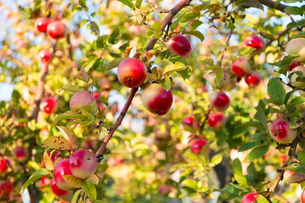 Frutti maturi rossi delle mele sul fondo del cielo del ramo. Mele che raccolgono la stagione autunnale. Giardinaggio e raccolta. Fattoria o giardino di colture di mele biologiche. Stagione di raccolta delle mele autunnali. Ricco concetto di raccolto.