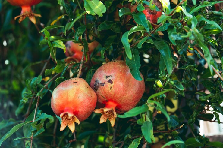 frutti organici di melograno su rami in un giardino