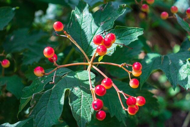 Frutti rossi del viburno (viburnum opulus), Poland