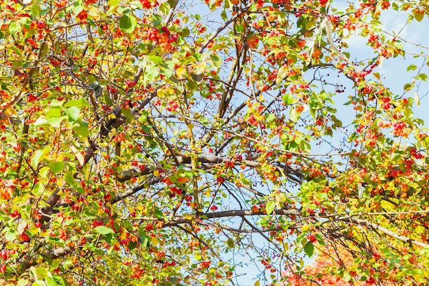 Frutti rossi di melo selvatico su sfondo blu cielo in autunno e imballaggio in pellicola tra i rami