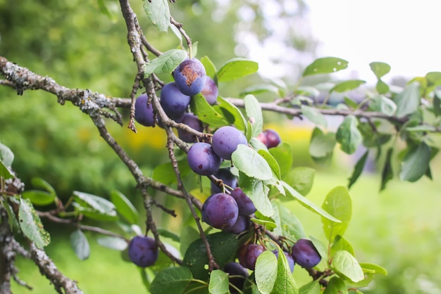 Frutti succosi maturi su un susino nel giardino estivo. Prugne fresche biologiche che crescono in campagna.