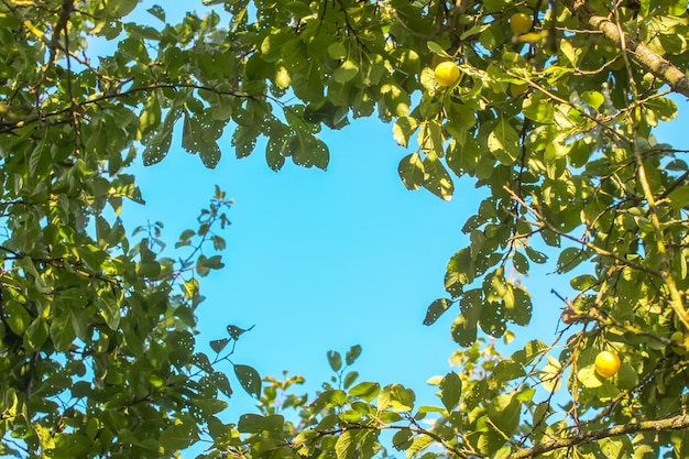 Frutti succosi maturi su un susino nel giardino estivo. Prugne fresche biologiche che crescono in campagna.