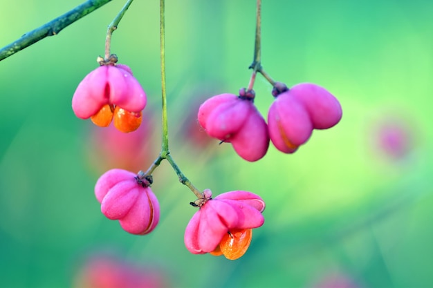 Frutti tossici del fuso comune (Euonymus europaeus)