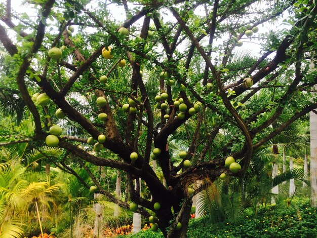 Frutti verdi che crescono sull'albero